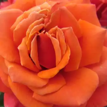 Trandafiri online - Roz - trandafir teahibrid - trandafir cu parfum discret - Rosa The Mayflower - Nola M. Simpson - ,-